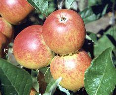 Heavy organic apple investment made
