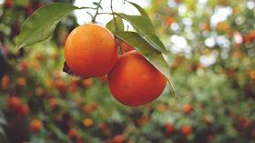 orange fruit tree citrus free use