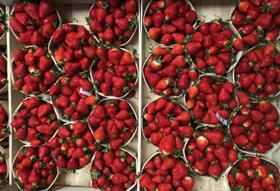 CQLP strawberries