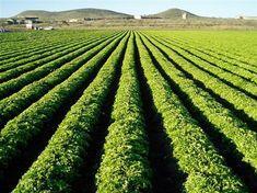 Crop protection challenge