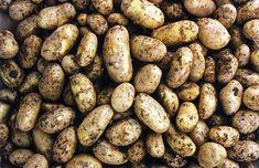 Potatoes seek shoppers’ eye