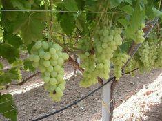 Israeli grape kicks off one week early