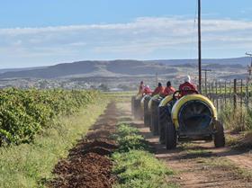 Raisins South Africa harvesting landscape