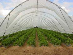 The polytunnels at Brierley are set to go up in March
