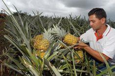 Dole hits back over pineapple reports