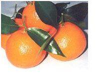 Corsican clementine