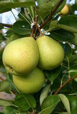 Crispie pears