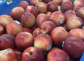 Kent Exports - stonefruit