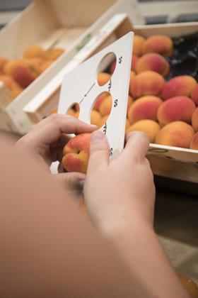 Aprikosen aus Frankreich bei der Qualitätskontrolle nach der Ernte2914