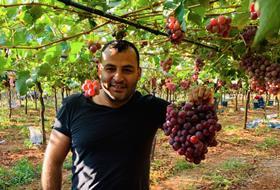 LB Ghassan Awdi grapes