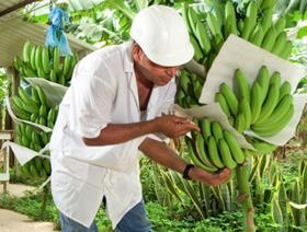 Colombia organic bananas