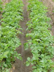 Interest has come from the potato field, but no other fresh produce sector