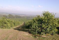 Argentinean frosts strike lemons