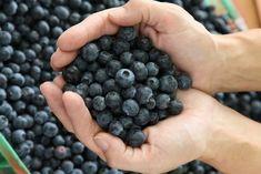 Argentinean blueberry exports climb
