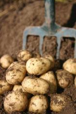 Slug solution helps potatoes