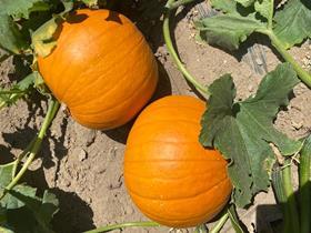 California pumpkins