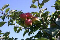 The English Braeburn crop is profiting from the campaign relaunch