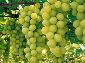 generic grapes