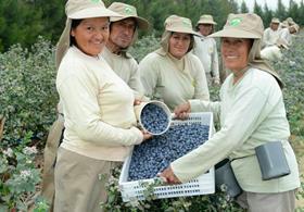 Camposol blueberry workers