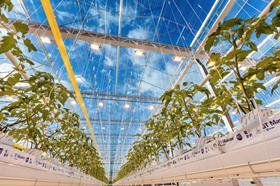 Bayer De Ruiter Experience Center expansion cucumbers