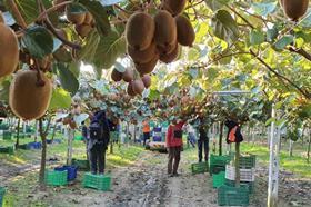 GR Jupiter Group kiwifruit