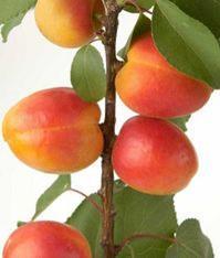 Israel launches high-sugar apricot