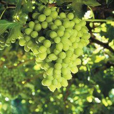 Grape supplies in a squeeze