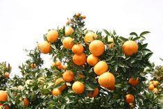 Optimism up as citrus sales overperform