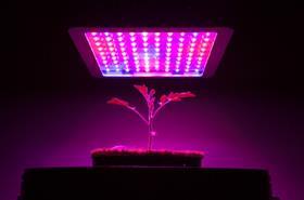 Plant under LED lights