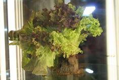 Greater volume of the trio leaf will be available next year