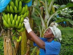Bananas are still leading Fairtrade sales