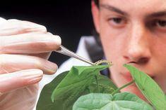 How secure is Britain’s horticulture sector?