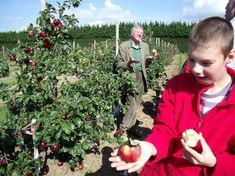 School project sets sights on orchard saviour