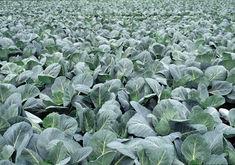 'Wonky veg' to be harvested for charities