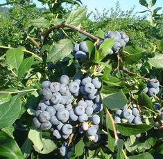 Blueberries go mainstream
