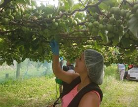 worker new zealand nz kiwiberry munchn freshmax