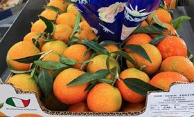 IT Freedom citrus clementines