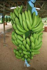 Banana sector powers through political pitfalls