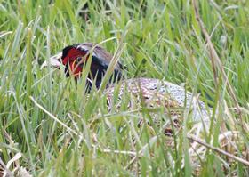 Young (Under 10) - Pheasant in Grass - Joel Roane