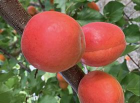 Ardgour Valley Orchards