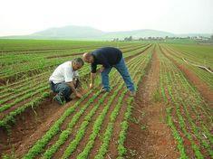 Herbs highlight Israeli quality