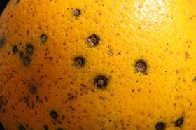 Citrus Black Spot