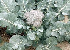 Broccoli: production in Murcia shifts to other regions