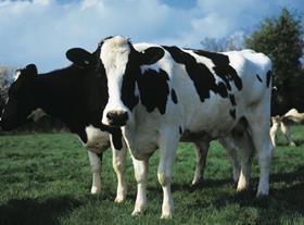 cow