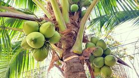 GEN Coconut with coconuts palm tree are Perennial plant and fruit, coconut bunch on uprisen angle, fragrant coconut, Young Nam-Hom coconut for drinking