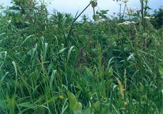 Plant species under threat