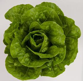 Actina lettuce Syngenta