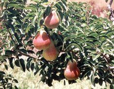 Rocky start to SA pear season