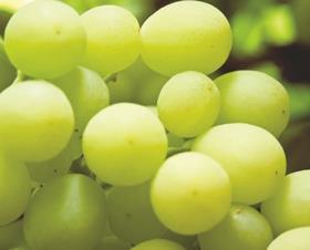 Saudi grapes