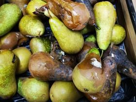 Pears spoilage Recoupex
